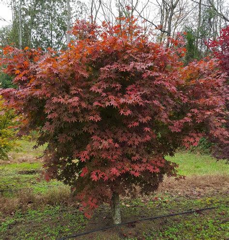 japanese maples for sale in georgia